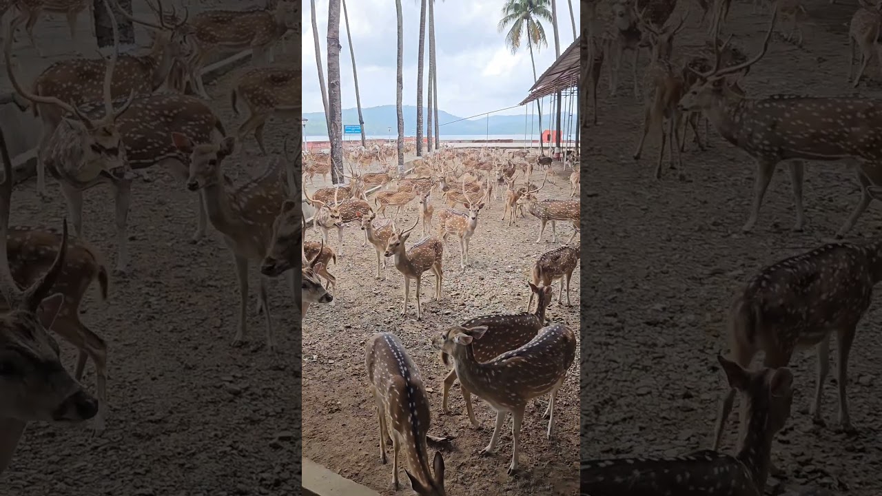 Best places to visit in Port Blair, Andaman 🏖️