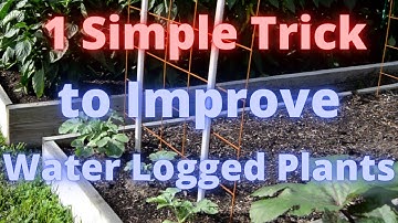 1 Simple Trick to improve water logged plants!