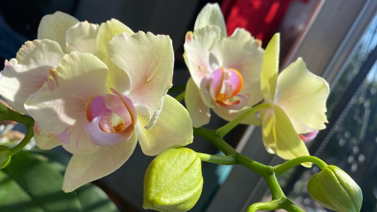 Показываю ЧАСТЬ Своей Коллекции ОРХИДЕЙ. Бабочки,Миту!). Моя БАБОЧКА Скульптура Из ЛЕРУА