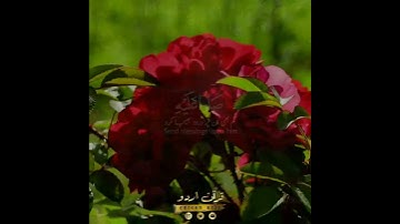 🌹إن الله وملائكته يصلون على النبي🌹 سورة الأحزاب:٥٦🌿 عبدالرحمن مسعد ✨Al Ahzaab:56🍃Abdur Rahman Mosad