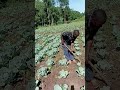 HOW WE PLANT CABBAGES @iammarwa #shorts