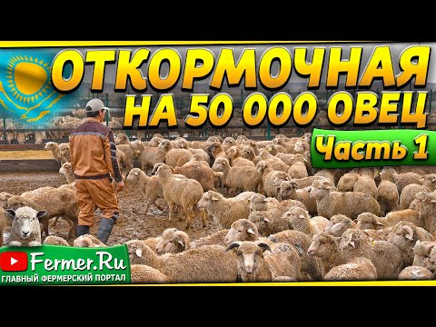 Видео: Как устроен самый большой отрытый откормочник для овец в Казахстане? Откорм овец зимой без навеса.