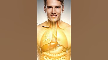 What Happens When You Eat Honey | 3D Animation Inside Your Body & Gut Digestion