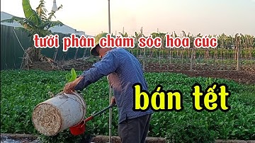 Kỹ thuật tưới phân chăm sóc cây hoa cúc trồng chậu, trồng và chăm sóc hoa cúc trong chậu bán tết