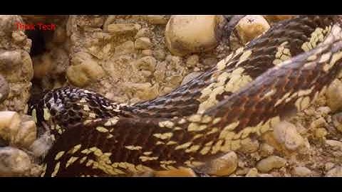 Amazing Capuchin Monkey Save Mouse When Snake Swallow