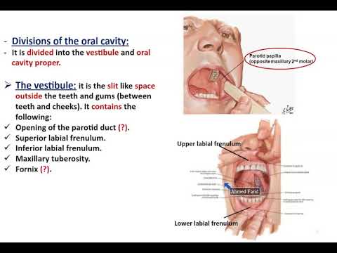 Anatomy of the Oral Cavity (Mouth, Tongue, and Palate) - Dr. Ahmed Farid