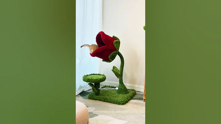 Video 11830011: cat kitten meow cutecats, kitten catlover funny