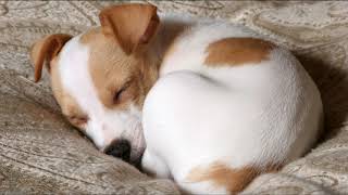 Why do dogs curl up while sleeping? by One Great World 1,714 views 3 years ago 1 minute, 27 seconds