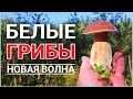 БЕЛЫЕ ГРИБЫ - Новая грибная волна накрыла подмосковье. Я в шоке!