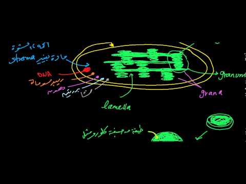 البلاستيدات ... Plastids