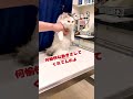 病院でぐにぐにされて怒る猫【おしゃべりする猫】 #Shorts 【猫アテレコ】