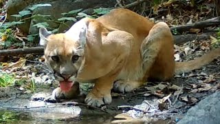 Precious Water In The Angeles National Forest: July 2026 To August 2026