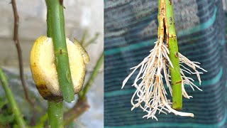 Extract rose branches with bananas | How to cut new branches