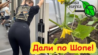 картинка: ШОПА В ОГНЕ! По всей России штрафуют за Шопу и Могучее вымя! За что семенам Алтая дали по Шопе?