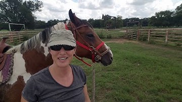 How to introduce a horse to bitless bridle - Rose the ranch horse bitless retrain