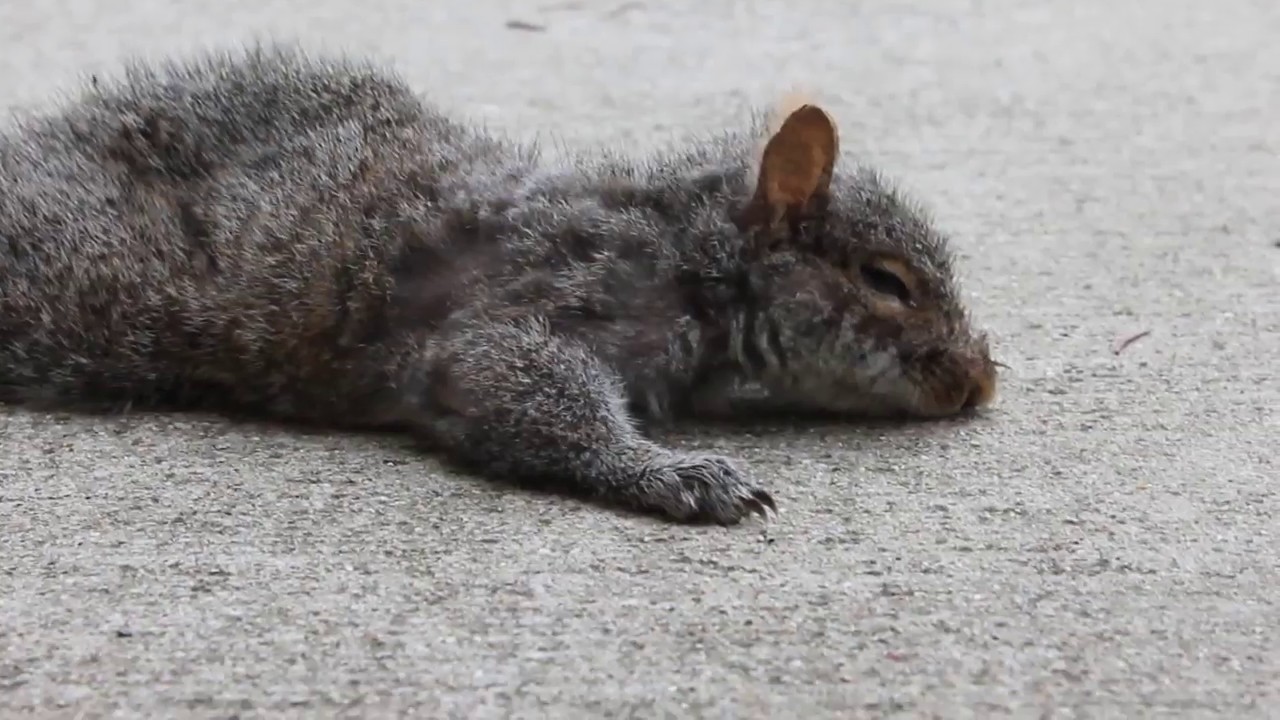 Squirrel (12 Second Short Film)