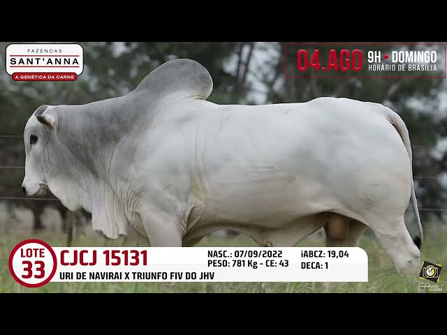 LOTE 33   CJCJ 15131