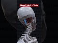 عضلات الرقبة العميقة 