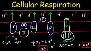 Cellular Respiration