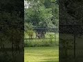 City deer (2) #nature #wildlife #animals #deer #cute