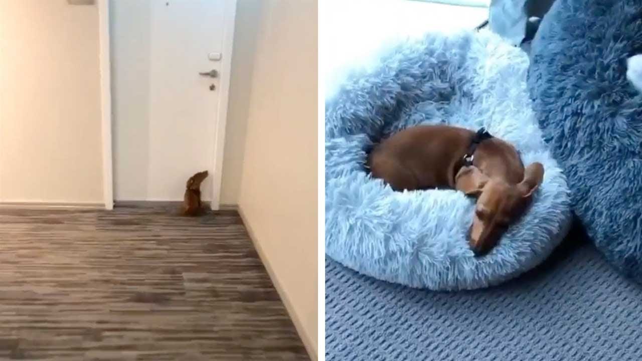 Sausage Dog Cant Wait To Go To Bed YouTube