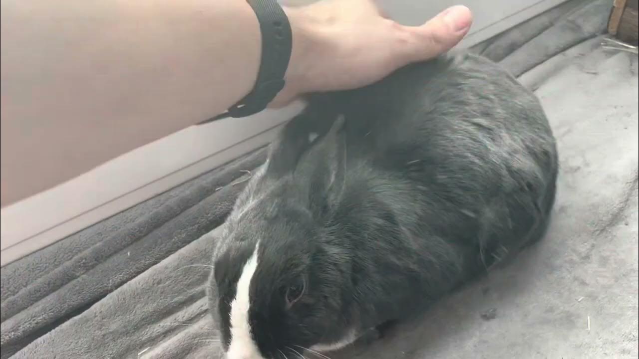 Shedding Bunny Wants a Massage YouTube