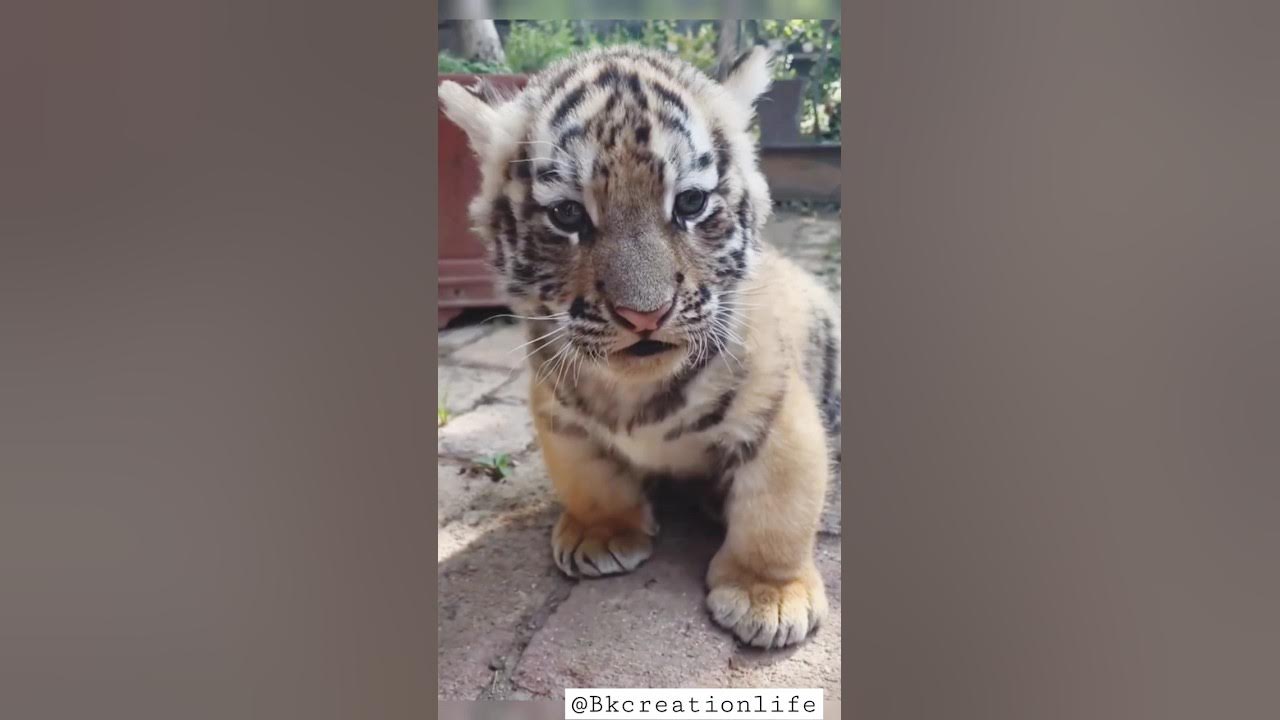cute tiger cub playing || 😳❤️ #shorts#youtubeshorts#tiger #tigercubs#babytiger#cubs cute tiger cub playing || 😳❤️ #shorts#youtubeshorts#tiger #tigercubs#babytiger#cubs