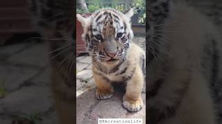 cute tiger cub playing || ❤ #shorts#youtubeshorts#tiger #tigercubs#babytiger#cubs