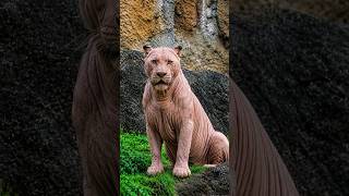 What If Animals Had No Fur? AI! (Part 2)