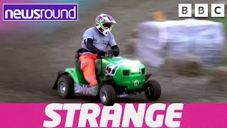 Strange News Lawnmower Racing And Cheeky Lions Newsround
