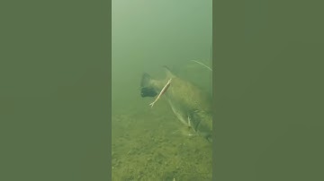 Underwater #Shorts - Jerk Shad, ZIg Zag Eat.