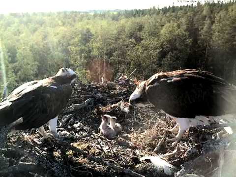 eesti energia Male osprey tries to feed his chicks