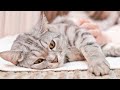 Longest ever music for cats  relaxing harp music with cat purring sounds