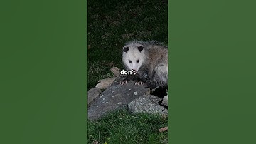 This possum fakes its death and eats ticks for fun. Respect. #PossumFacts #WeirdAnimals #Short #cute