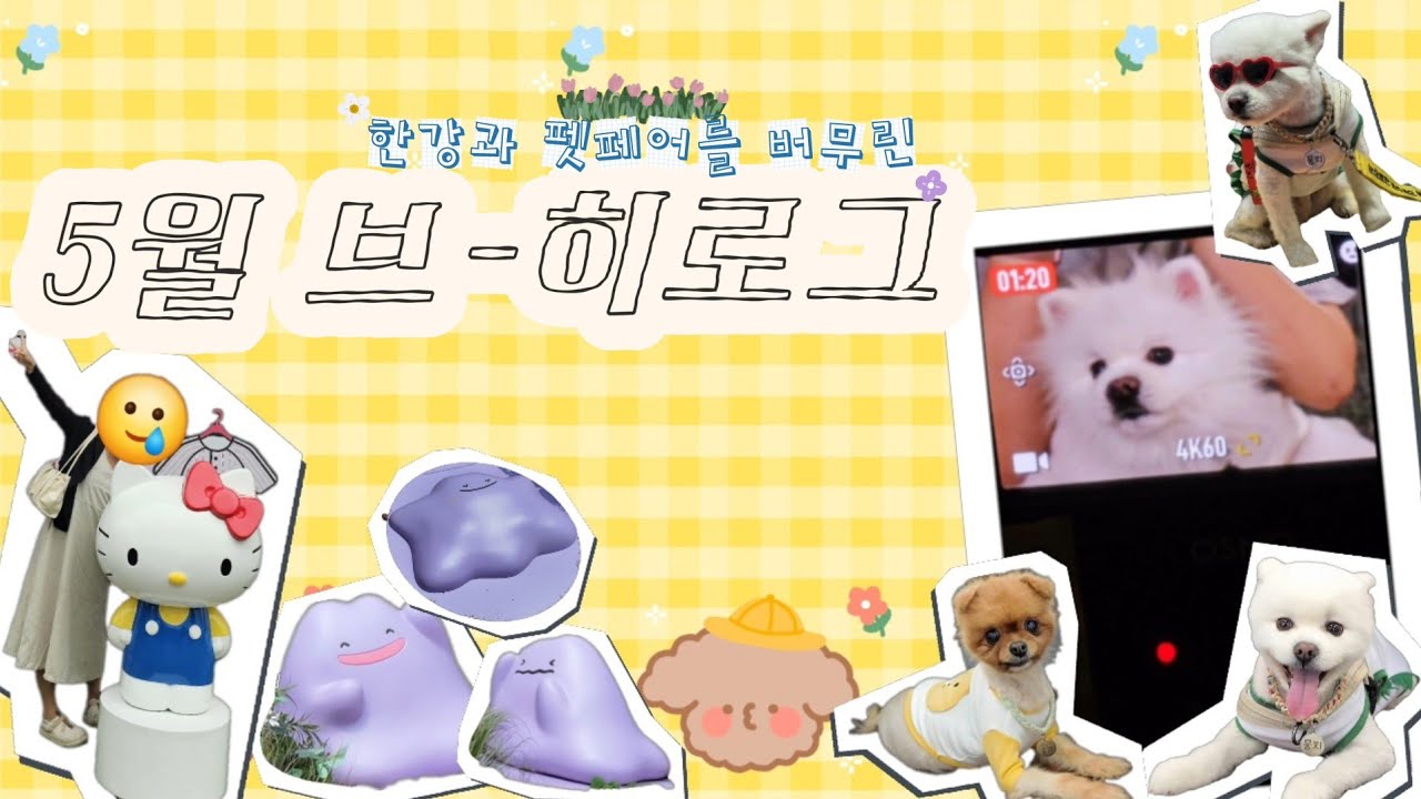 [ Heelog ] 5월에 보낸 주말을 모아모아 일상 브히로그 / (야구 직관 대실패😢, 메타몽 프로젝트, 한강 나들이, 일산 메가주 케이펫페어🐶)