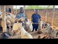  togo visite dune ferme de 140 moutons chercher le march dcoulement avant de vous lancer