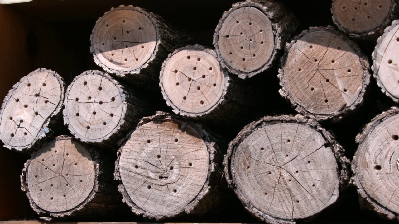 mason bees vs honey bees youtube