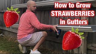 How to grow Strawberries in Gutters