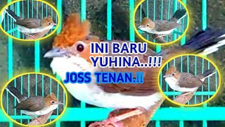 Yuhina Ngerol Panjang ||👍 Untuk Masteran Murai Batu