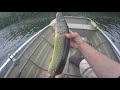 FOUL HOOKED CHAIN PICKEREL While BASS FISHING - IMMEDIATE DEATH &amp; MUST RELEASE