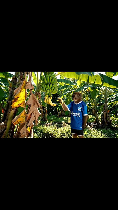 Monyet maling cau❗❗     #monkey #shorts #masukberanda #lucu #funy