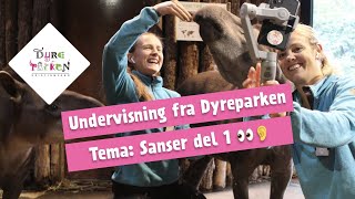Undervisning fra Dyreparken: Sanser, del 1 👀👂