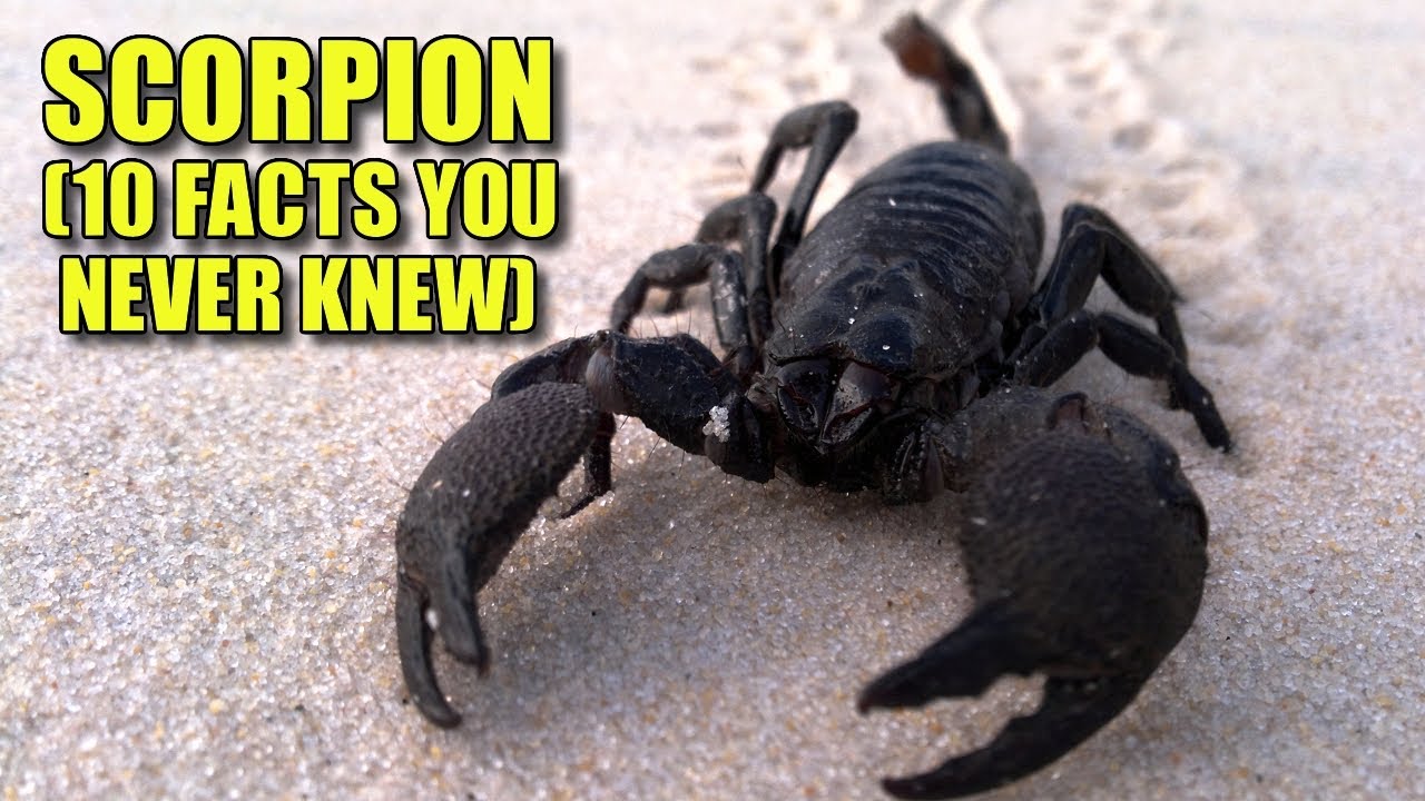 Scorpion 🦂 (10 FACTS You NEVER KNEW) YouTube