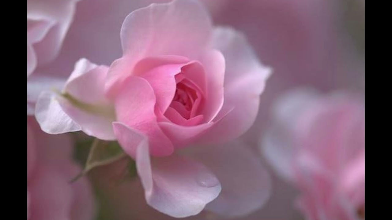 A dragostei cântec. 