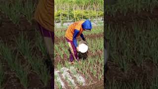Penyebaran kapur dolomit di lahan bawang merah 😁👍!!