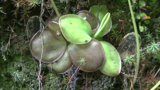 México Biodiverso - Bosque de Encino