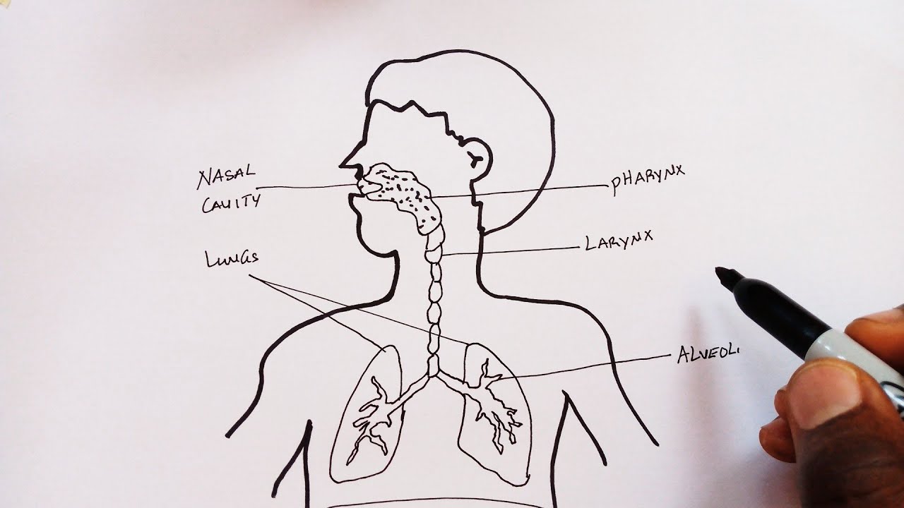 Respiratory system drawing | Respiratory system, Respiratory system drawing  aesthetic, Whats your spirit animal