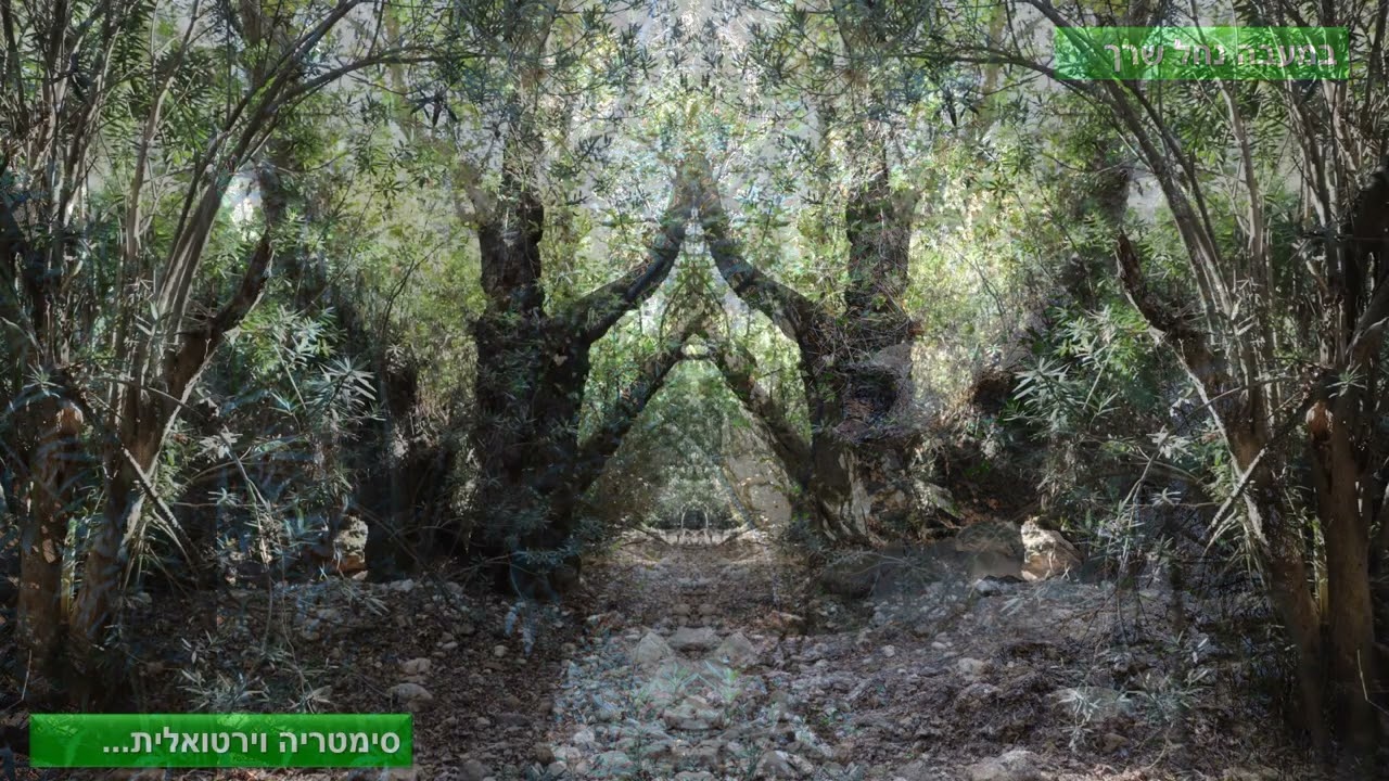 סתיו בנחל בצת ונחל שרך