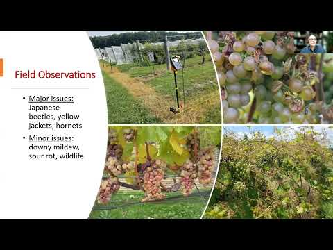 Wideo: Uprawa winorośli w środkowej USA: wybór winorośli do ogrodów Ohio Valley Gardens