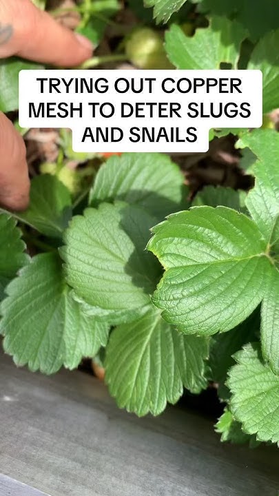 copper-mesh-to-deter-slugs-and-snails-does-it-work-coppermesh-youtube